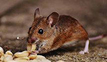 24 Hour & Emergency Exterminators in Bradford, OH